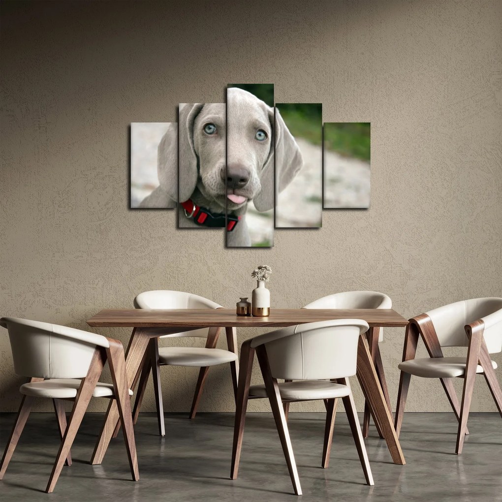 Kép - weimaraner kölyökkutya (150x105 cm)