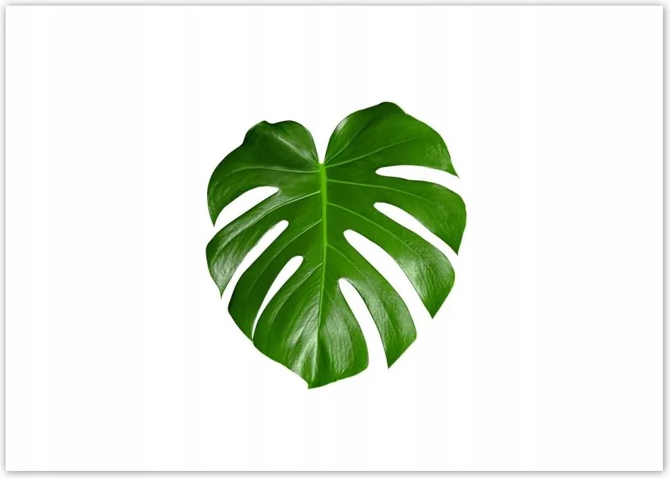 Poszterek A0 Szint Monster lyukas levelek