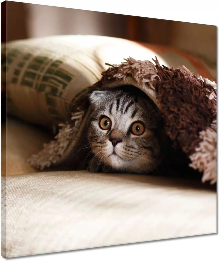 Vászonkép 40x40 Cica Cicák