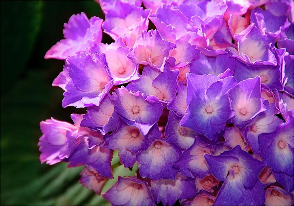 Fotótapéta Hortenzia lila-rózsaszín 368x254 Hálószoba nappali +ragasztó