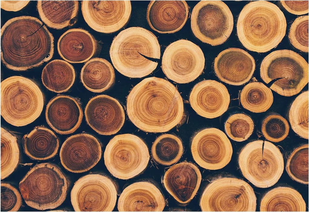 Flizelin fotótapéta Flizelin Design Fa körök 152x104