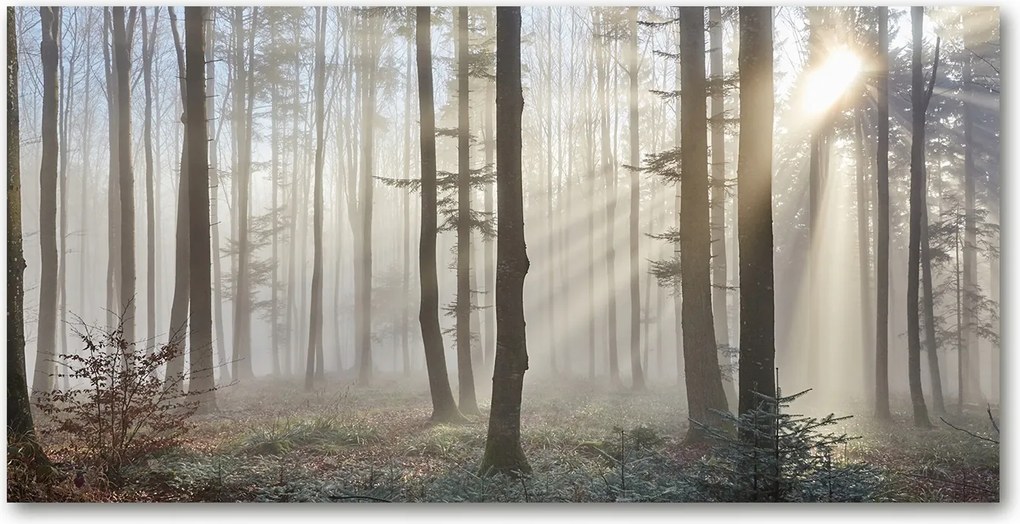 Fotó kép edzett üveg Köd az erdőben 140x70