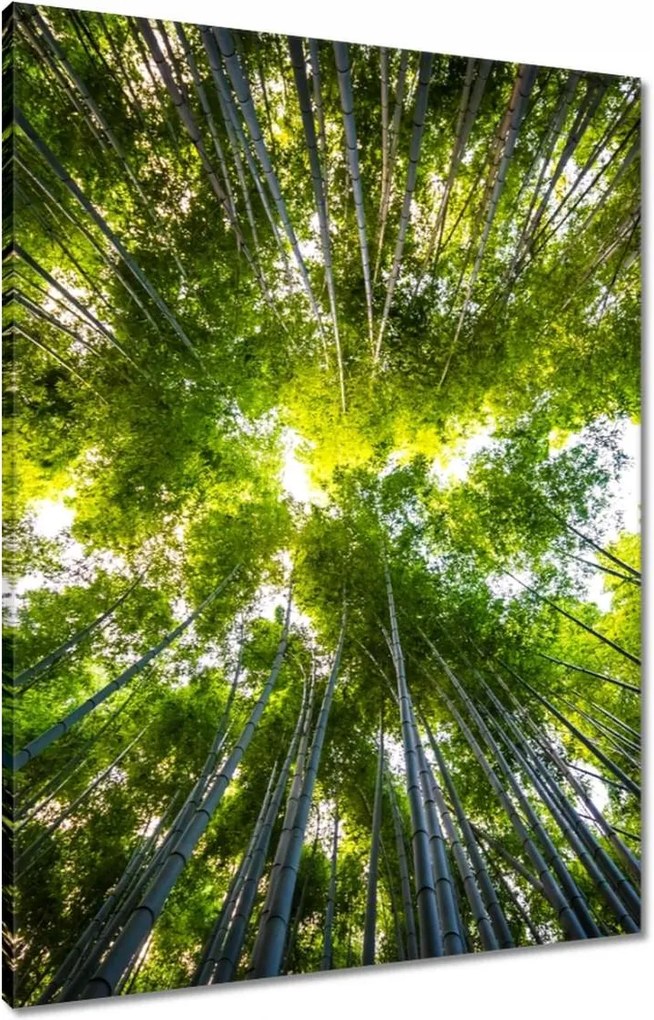 Vászonkép 60x80 Bambusz trópusi erdő