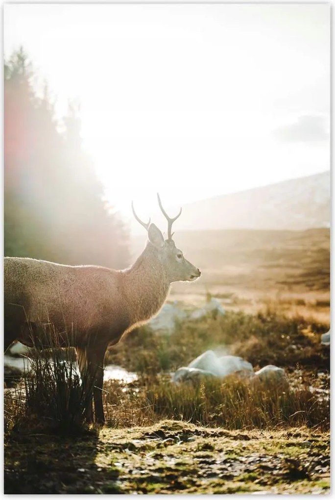 Poszter 60x90 Szarvas felszarvazott