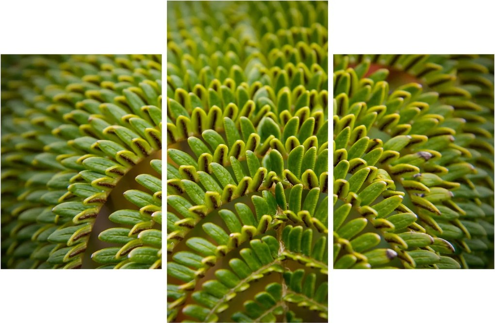 Kép - Fern (90x60 cm)