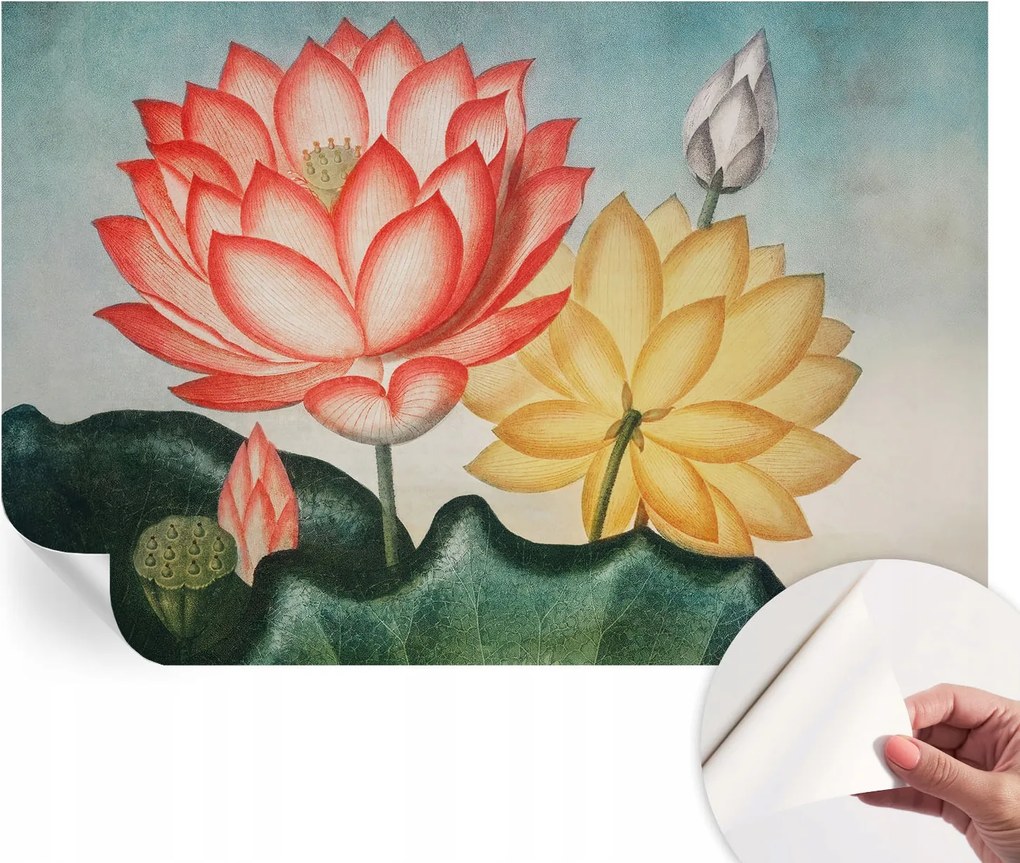 Öntapadós fotótapéta Nappaliba és Hálószobába Lótusz virágok 104x70