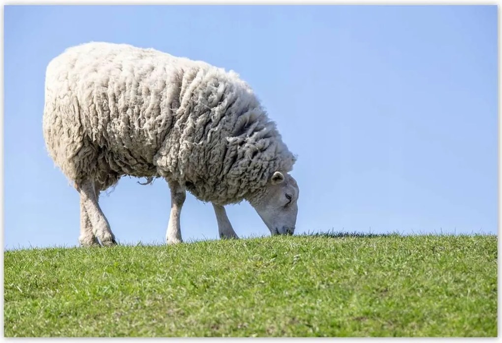 Poszterek 200x135 Bárány legeltetés közben