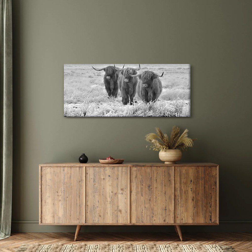 Kép - Skót tehenek, fekete-fehér (120x50 cm)