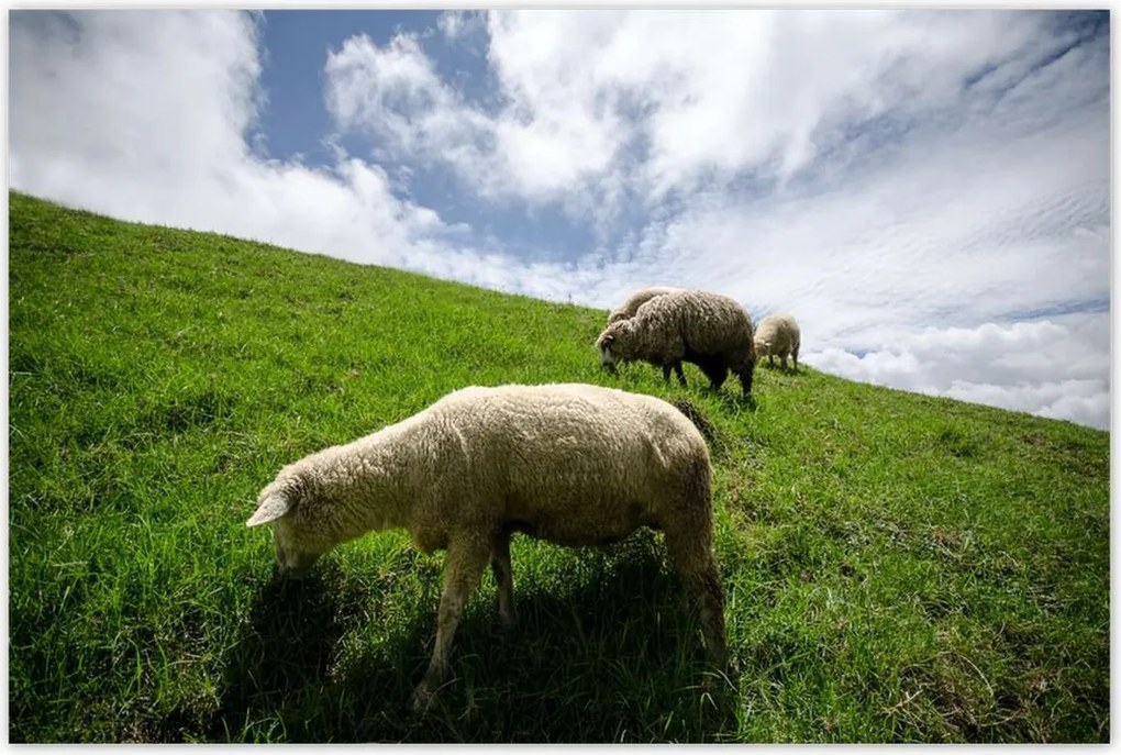 Poszterek 120x80 Juhok a legelőn