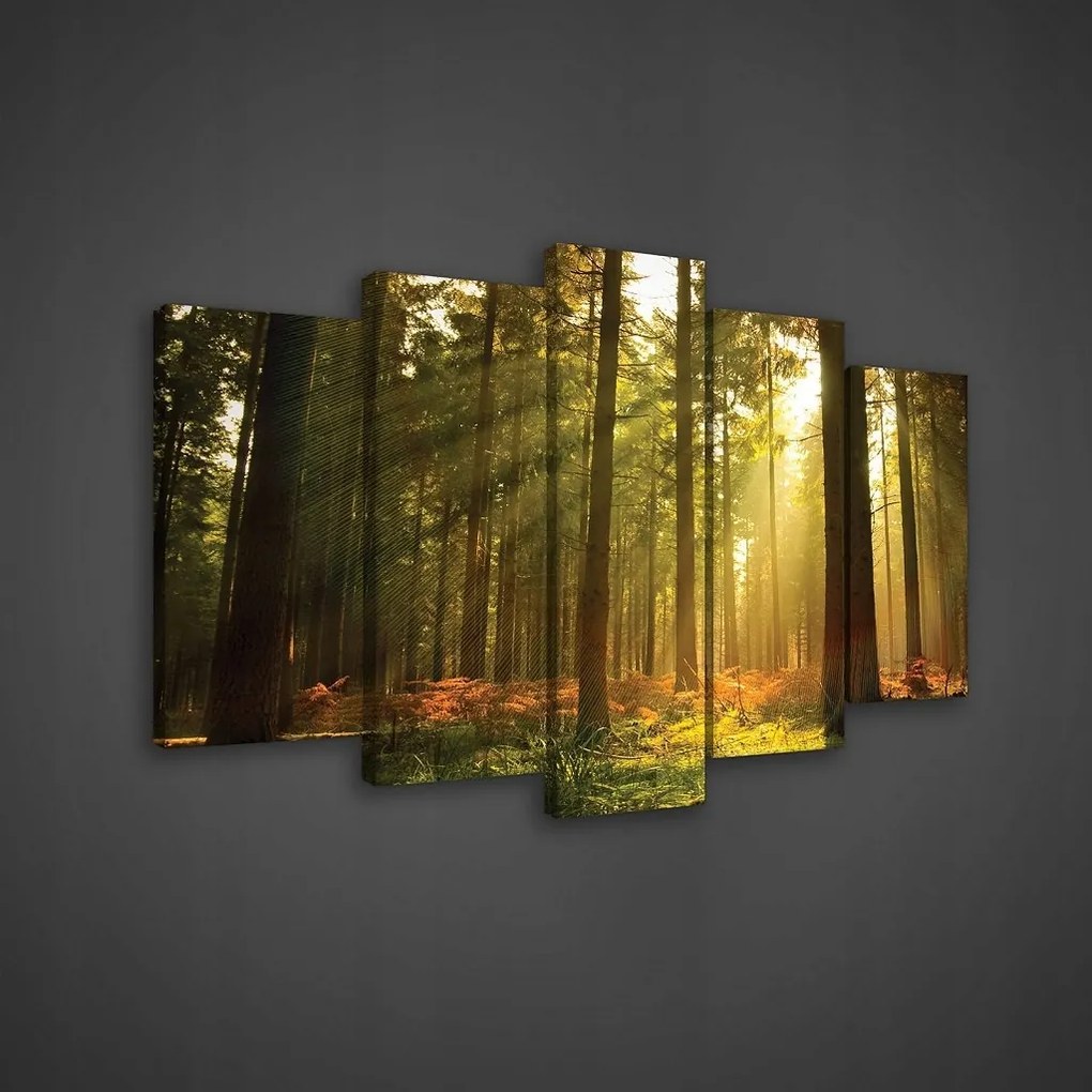 Vászonkép 100x60 Erdő napsugarak hajnal alkonyat természet táj fák