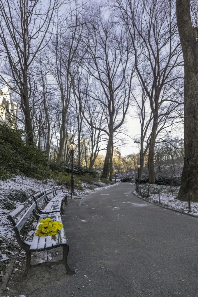 Poszter 40x60cm Egy csokor sárga virág egy padon a parkban, Assaf Frank