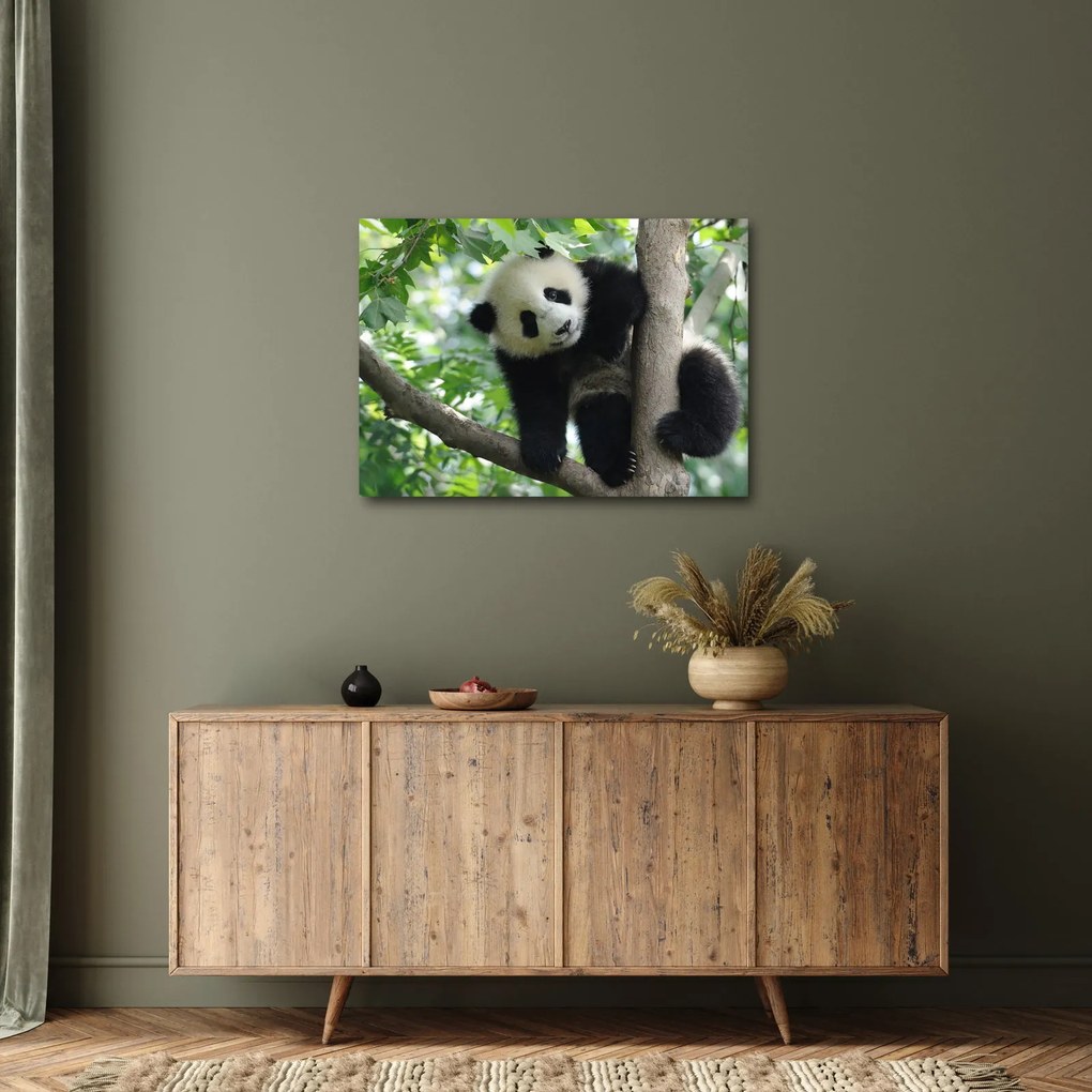 Kép - Panda a fán (70x50 cm)