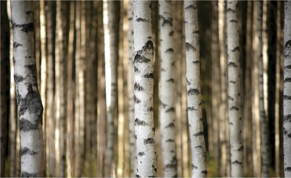 Nyírfa fotótapéta Természetes harmónia minimalista stílusban 416x290 +ragasztó