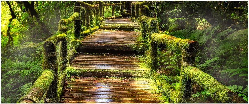 Lépcső az esőerdőben képe (120x50 cm)