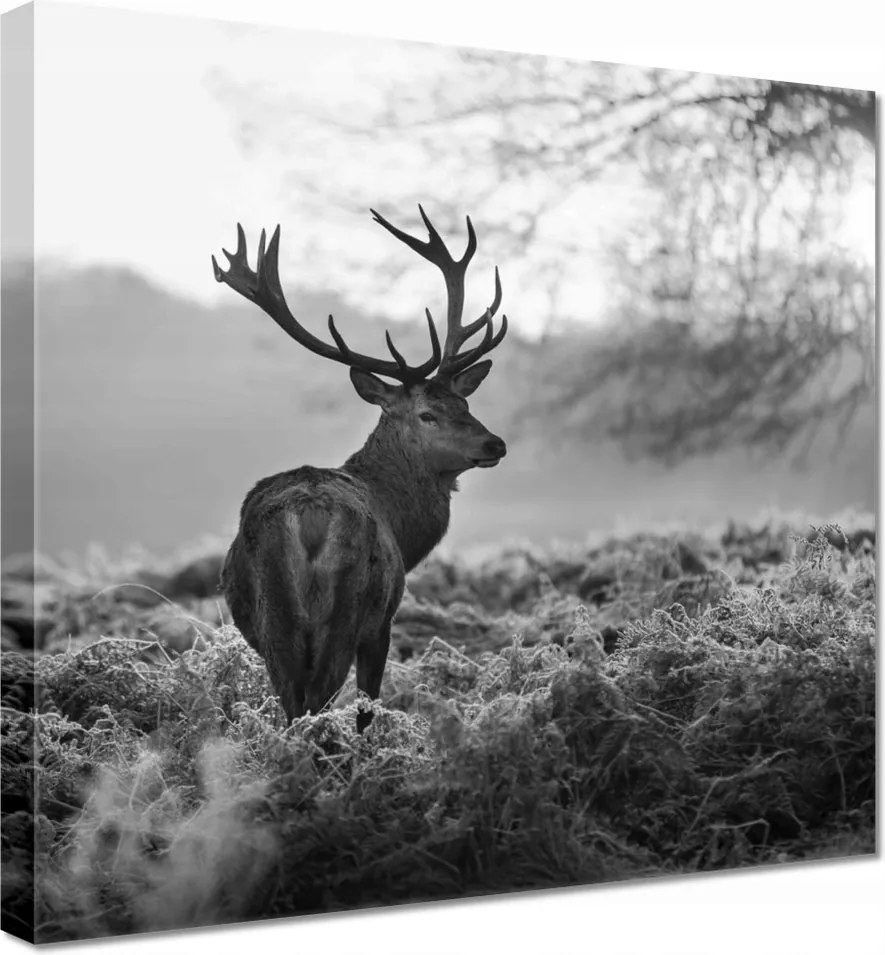 Vászonkép 30x30 Szarvas a rikkancson