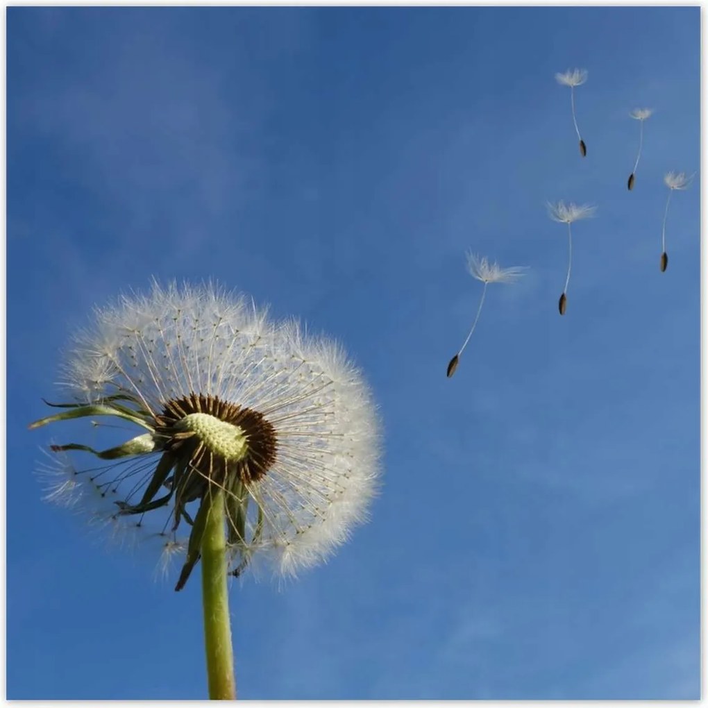 Poszterek 100x100 Pitypangok papírsárkányok