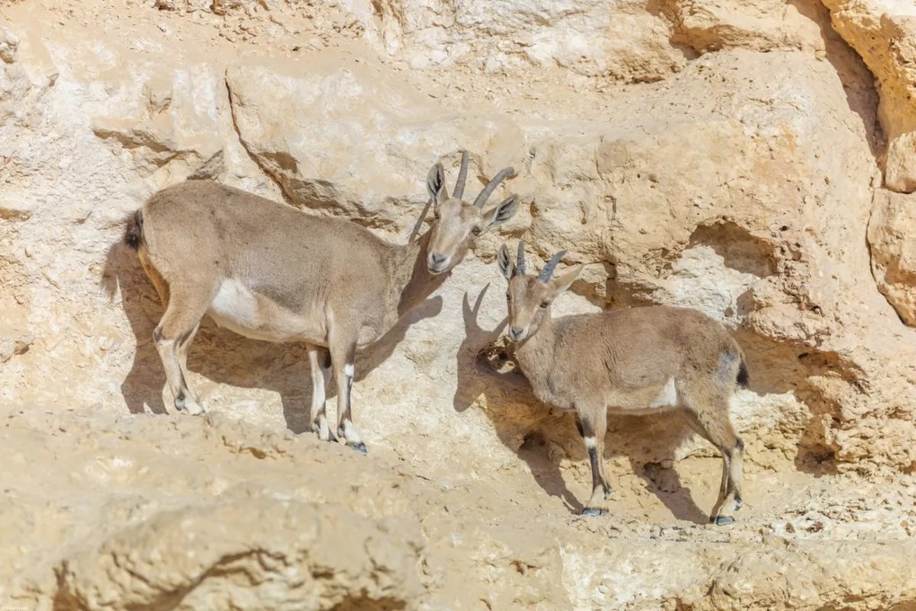 Poszter 60x40cm Núbiai ibexek, Assaf Frank