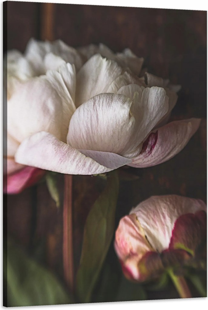 Vászonkép Fehér Virág Természet Vintage Retro 60x90