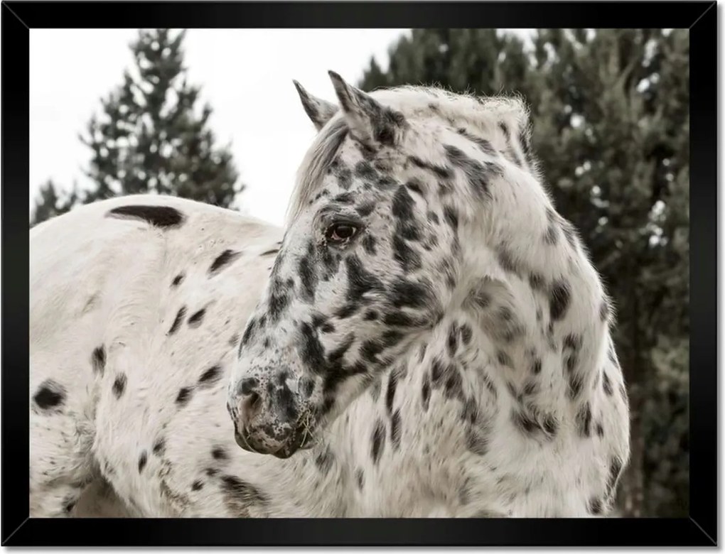 Poszterek keretben 40x30 Almás ló