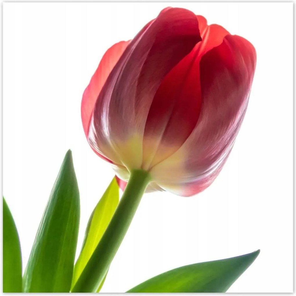 Poszter 70x70 Piros tulipán virág