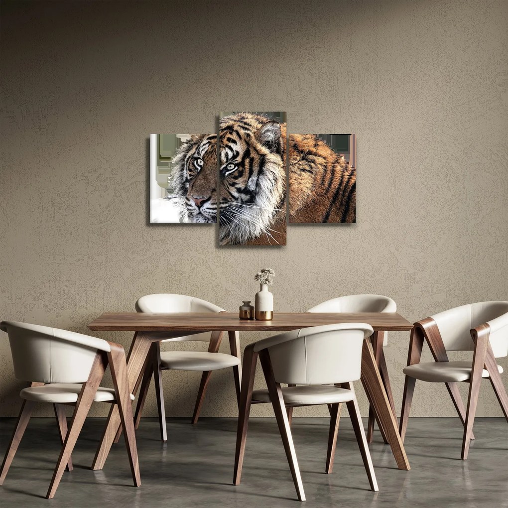 Tigris képe (90x60 cm)