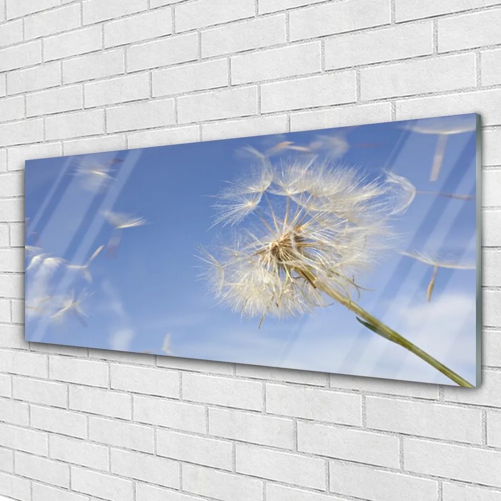 Akril üveg kép pitypang növény 100x50 cm