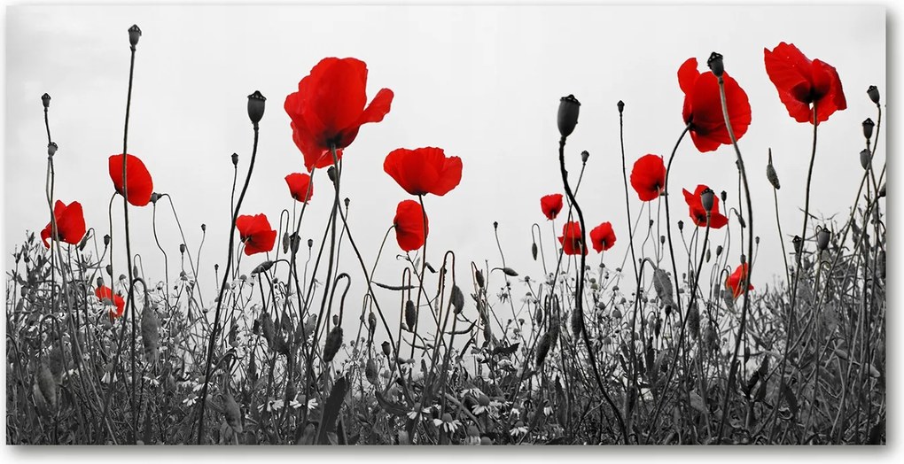 Fotó kép edzett üveg Pipacsok 140x70