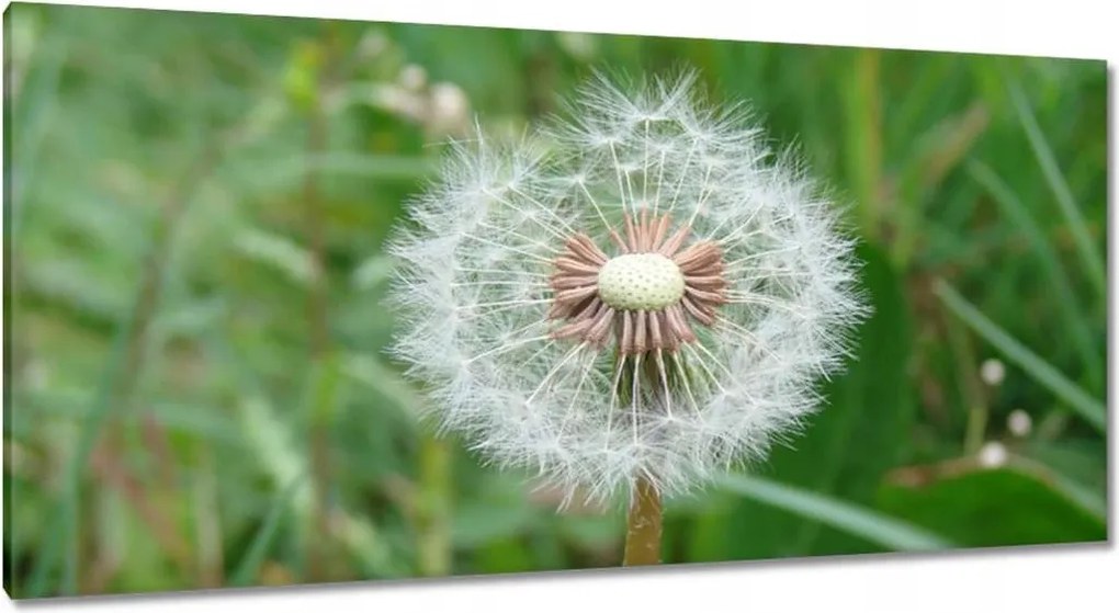 Vászonkép 115x55 Pitypang Virág Virágok