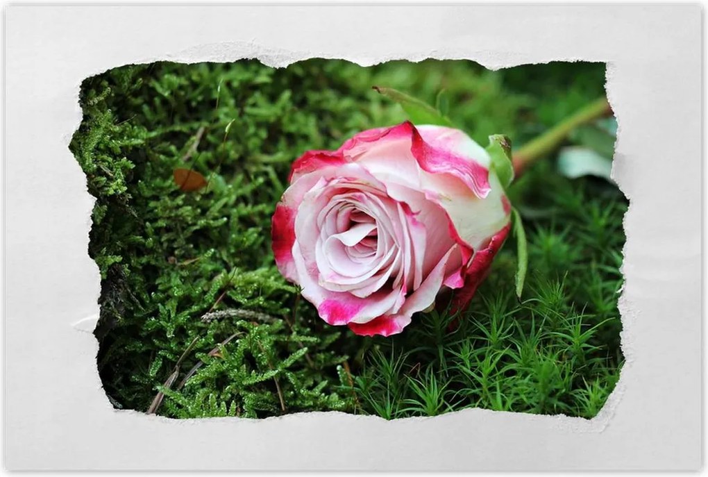 Poszterek 90x60 Rózsa Virág Virágok Rózsa