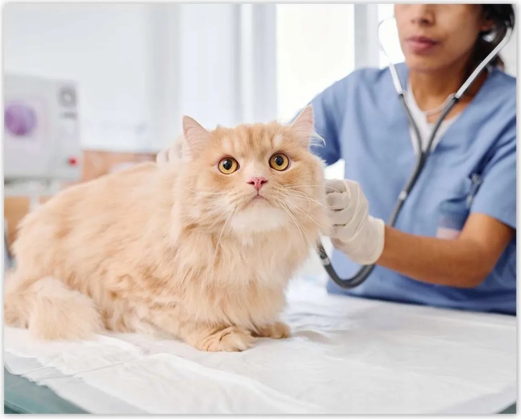 Poszterek 50x40 Orvos macska vizsgálat