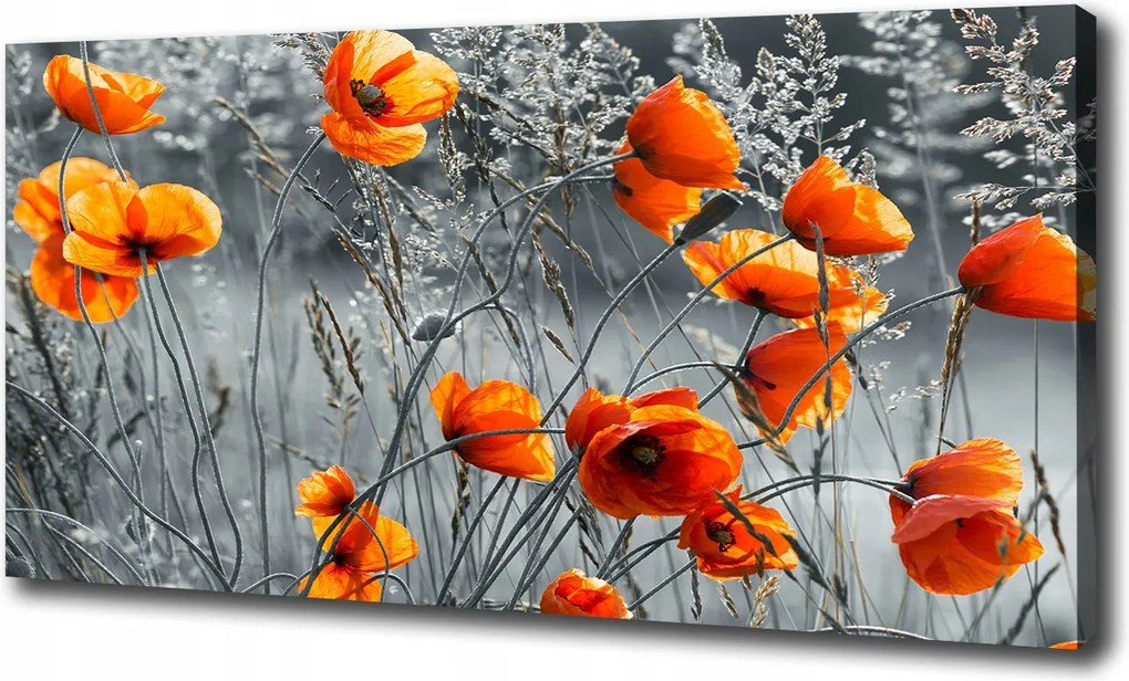 Canvas falikép Mezei pipacs 100x70 cm