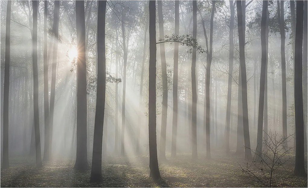 Flizelin tapéta falra Prémium éteri erdő 416x254 Ragasztó