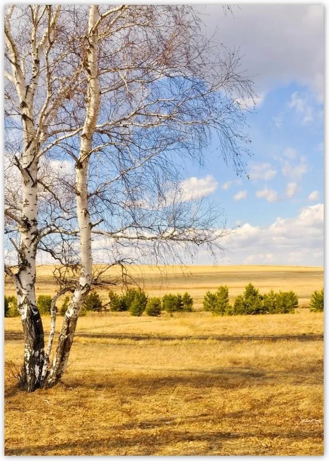 Poszterek A4 Pion Nyírfa a mezőn Tájkép