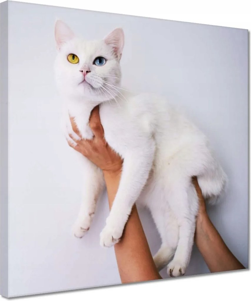 Vászonkép 30x30 Gyönyörű macska Cica