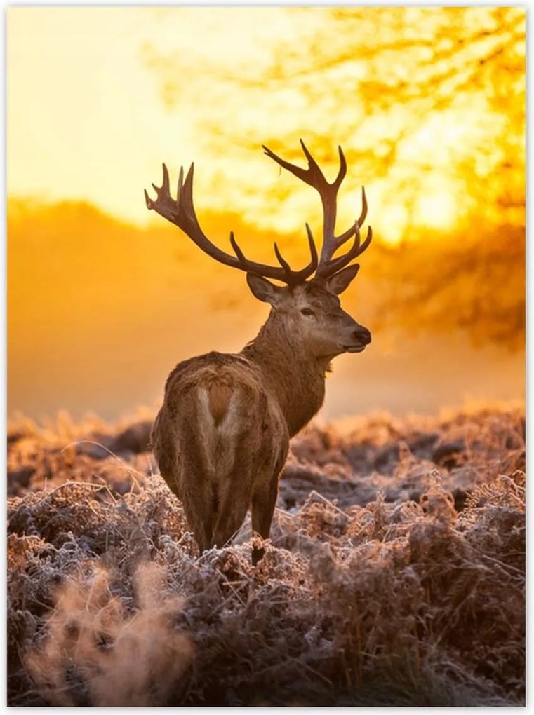 Poszterek 100x135 Szarvas napfelkeltekor