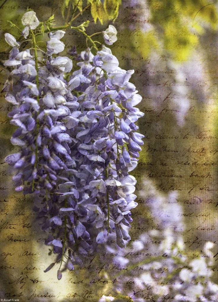 Poszter 20,5x28,4cm Színes tavaszi Wisteria 2, Assaf Frank