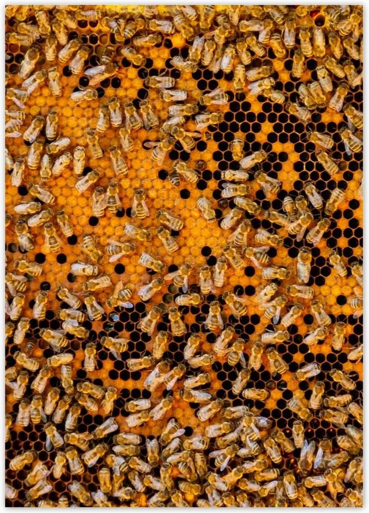 Poszterek 50x70 Édes méz szelet