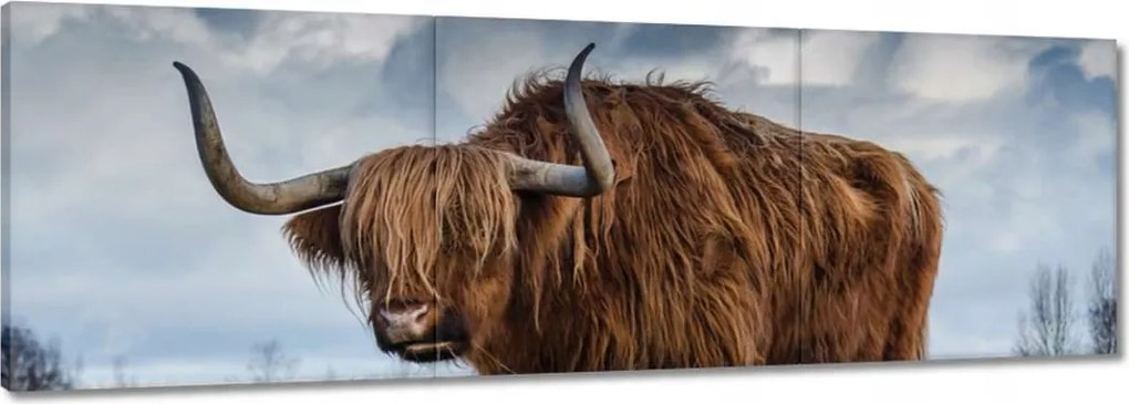 Vászonkép 150x50 Felvidéki tehén Szarvak