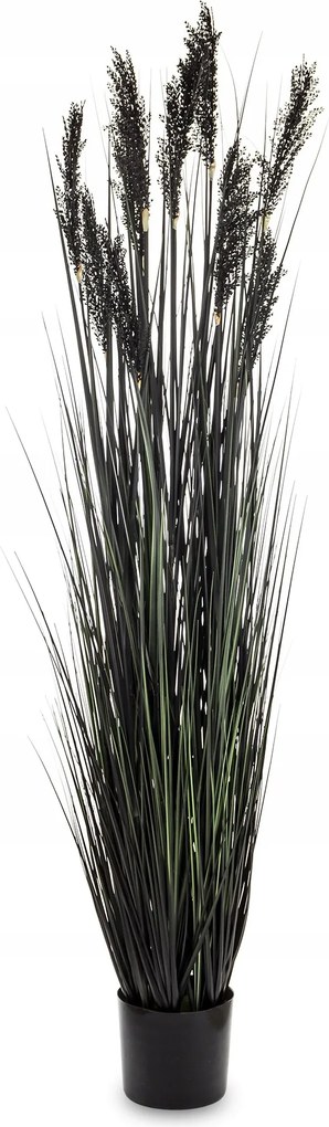 Magas Fekete Nagy Fű Pampas Dekorációs Növény XXL Dekoráció 185 cm.