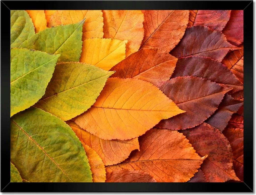 Poszterek keretben 40x30 Őszi színes levelek Levelek az ősz színeiben
