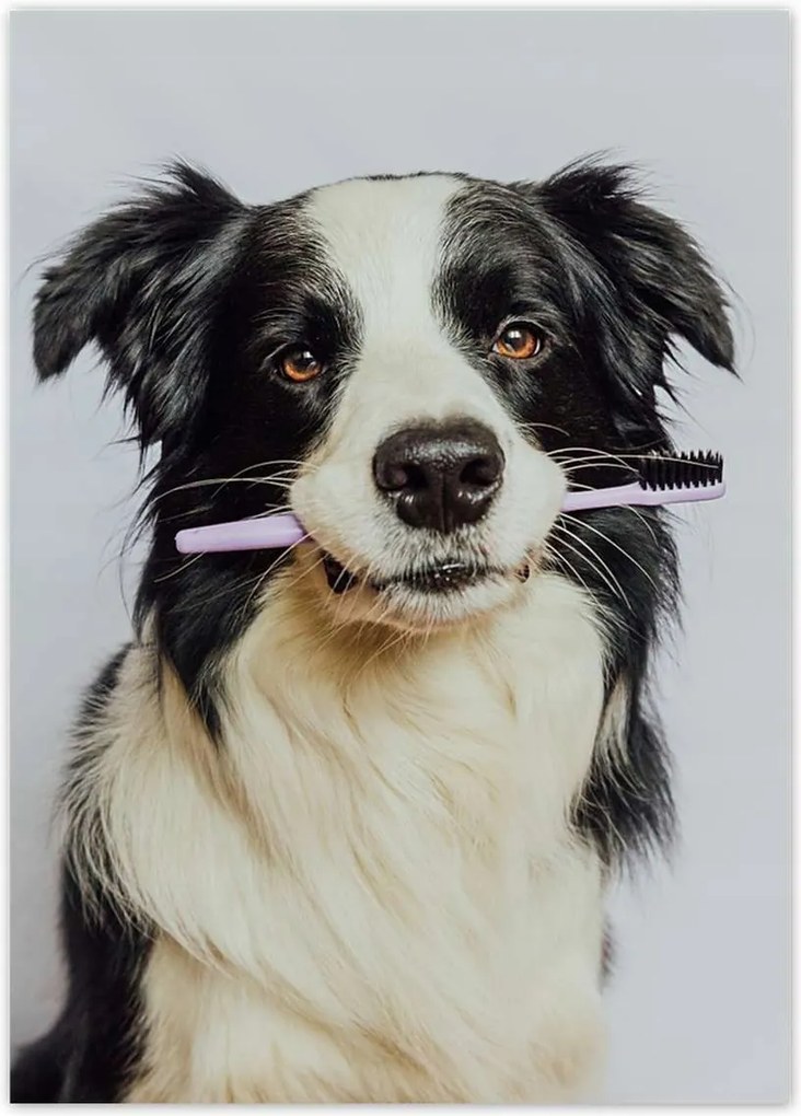 Poszterek 50x70 Collie fogkefével