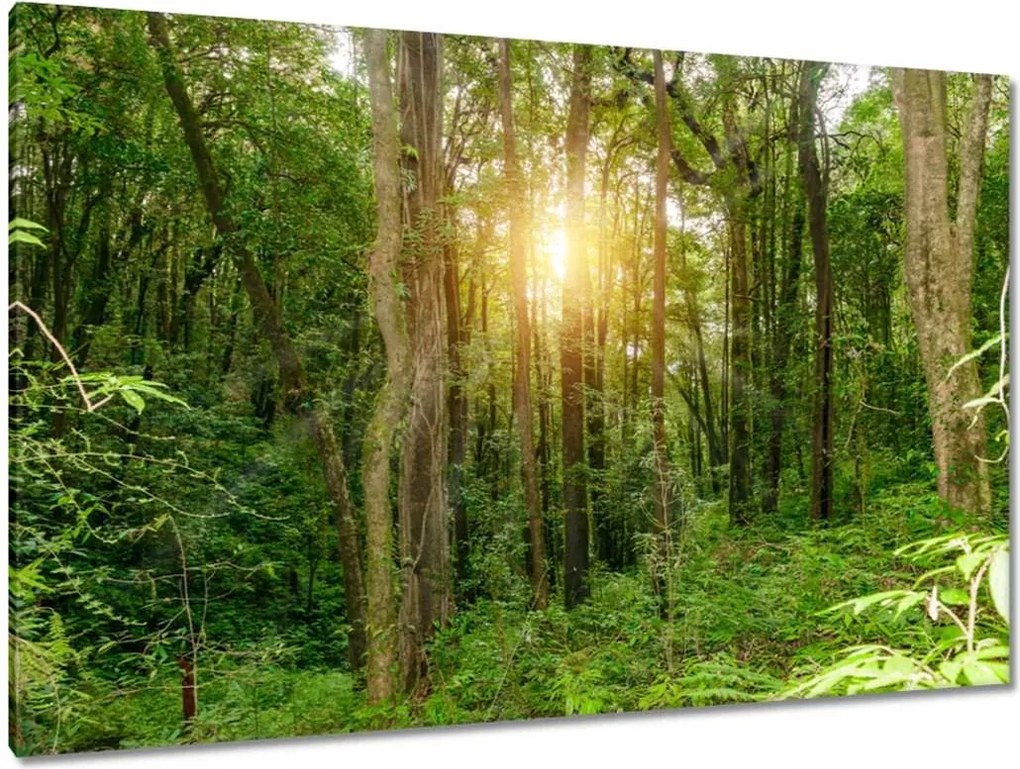 Festmények 120x80 Tájkép park