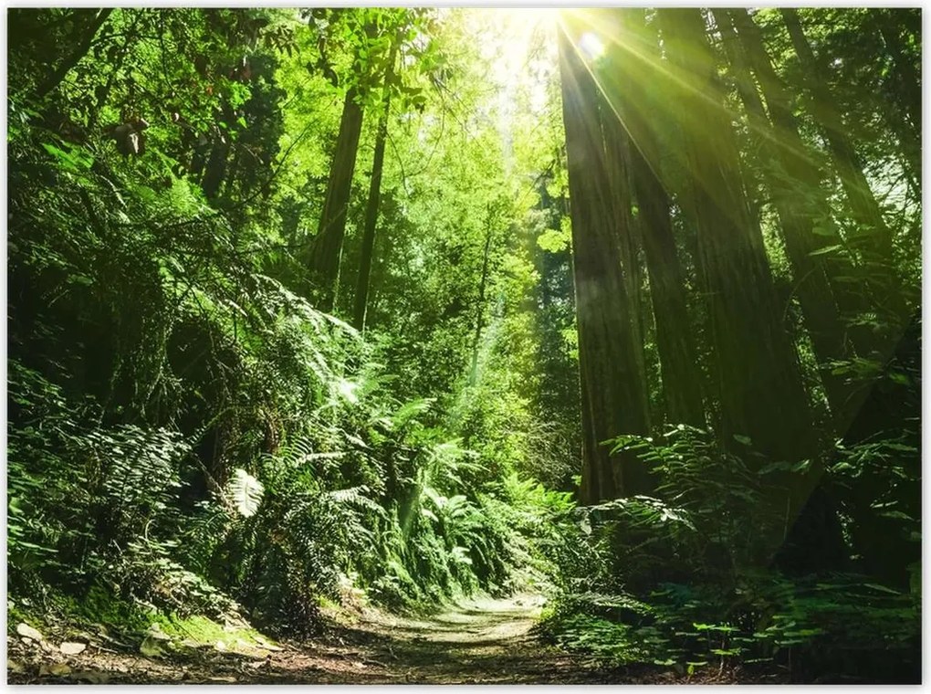 Poszterek 135x100 Varázslatos erdő Tájkép