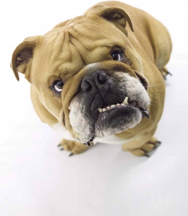 Poszter 30x45cm Brit bulldog fehér alapon 2, Assaf Frank