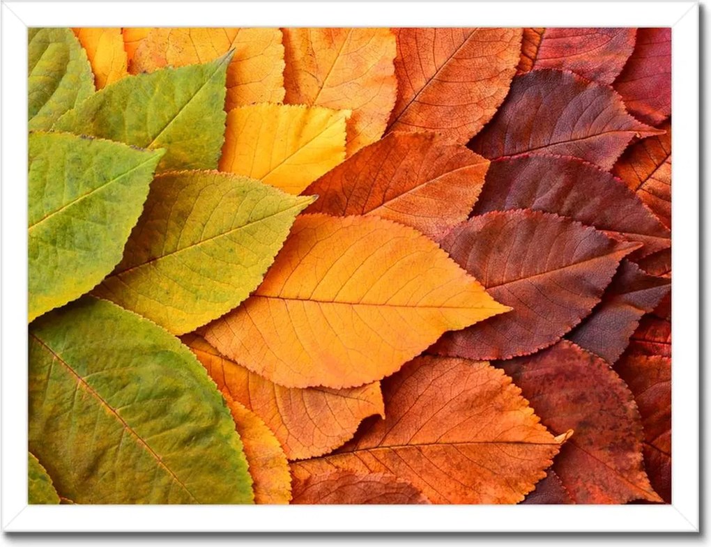 Poszterek keretben 40x30 Őszi színes levelek Levelek az ősz színeiben