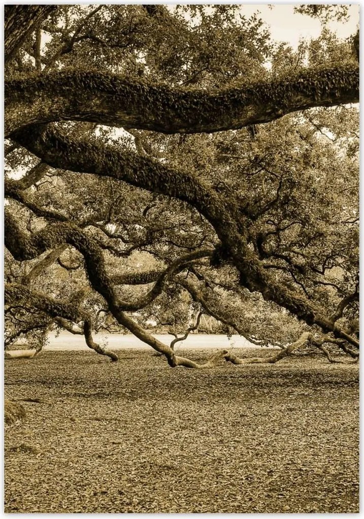 Poszterek 70x100 Erőteljes tölgy