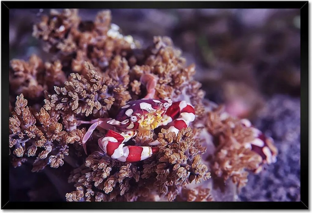 Bekeretezett poszterek 60x40 Blue sea world