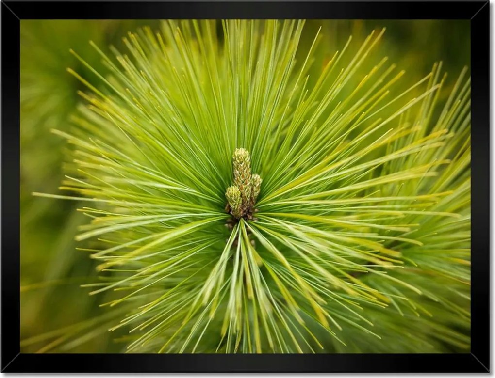 Poszterek keretben 40x30 Ág