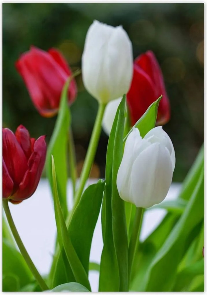 Poszterek 70x100 Tulipánok Virágok