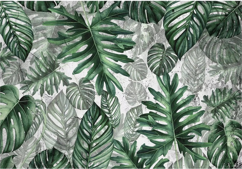 Fotótapéta levelek monster pálma levelek 416 x 254